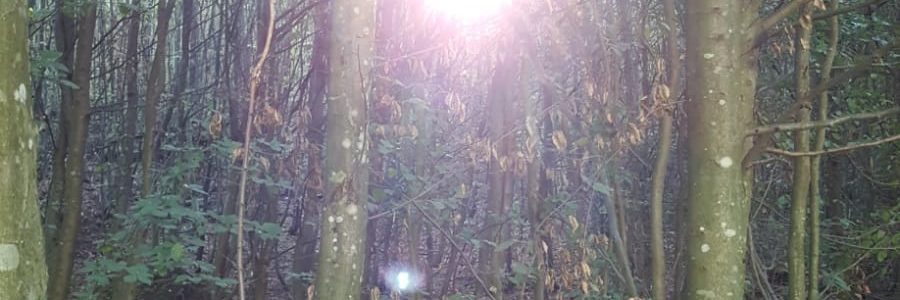 Waldstart