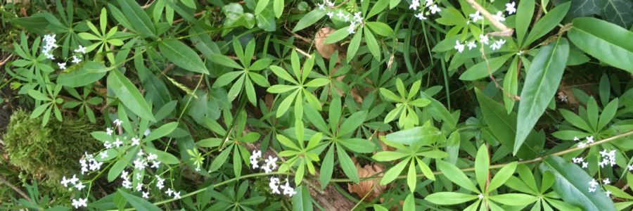 Waldmeister