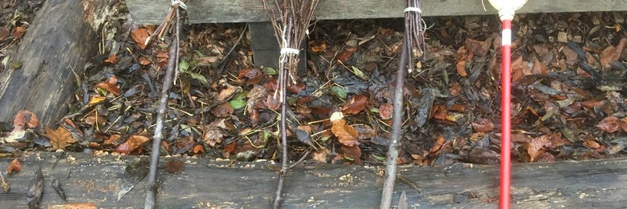 Hexenbesen und wilde Kinder