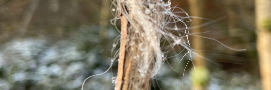 Welche Tiere sind da im Wald unterwegs gewesen?