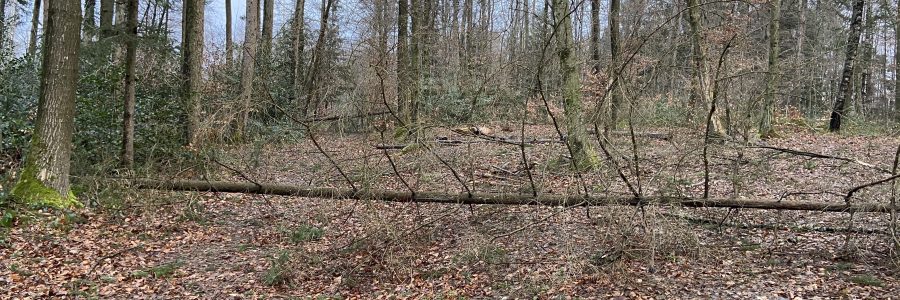 Die Ruhe nach dem Strum-oder vorher?