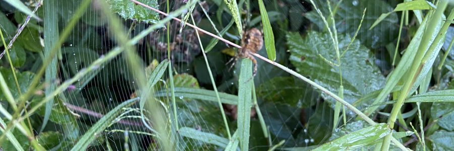 Der Herbst schleicht sich an