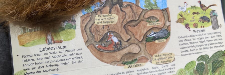 Der Fuchs ist los