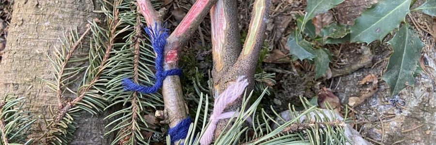 Osterhas, weisst du was…
