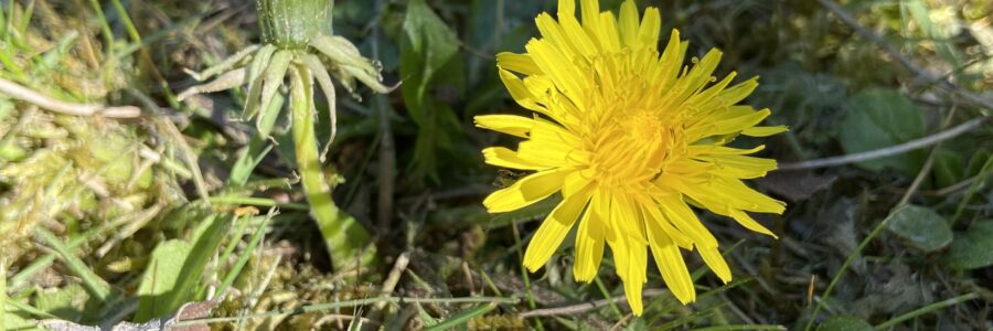 Söilitätsch, Chrottepösch oder Löwenzahn
