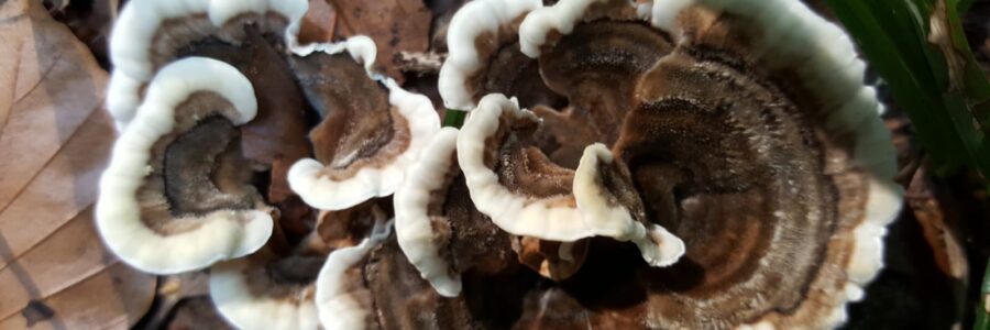 Pilze in allen Formen